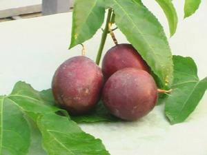 百香果根線蟲 百香果根線蟲