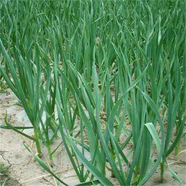 灰綠死薹苞 灰綠死薹苞