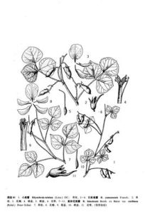 雲南鹿藿 雲南鹿藿