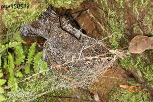 廣褸網蛛 廣褸網蛛