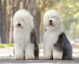 Old English Sheepdog Old English Sheepdog