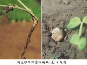 根串珠霉 根串珠霉