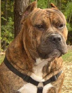 加那利犬 加那利犬