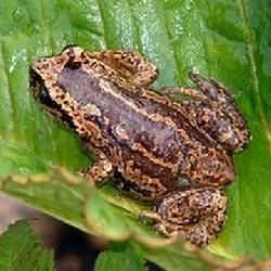 皺皮齒突蟾 皺皮齒突蟾