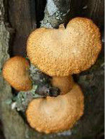 大孔多孔菌 大孔多孔菌