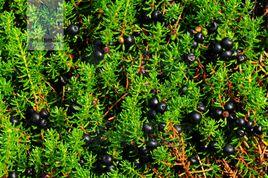 岩高蘭亞目 岩高蘭亞目