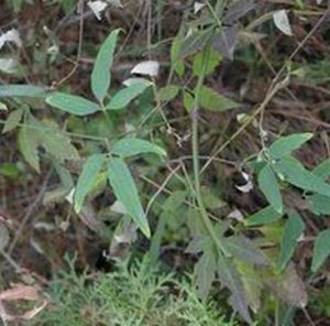 狹裂太行鐵線蓮 狹裂太行鐵線蓮