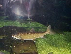 花羔紅點 花羔紅點