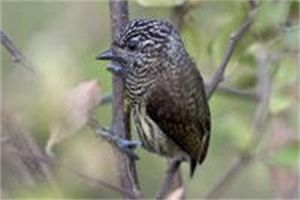 厄瓜多姬啄木鳥 厄瓜多姬啄木鳥