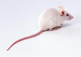 小白鼠