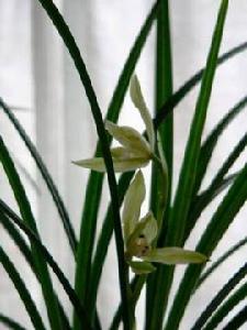 天門冬目 天門冬目