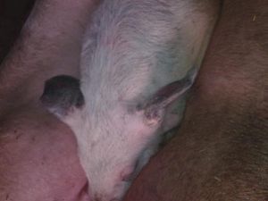 病豬耳朵壞死