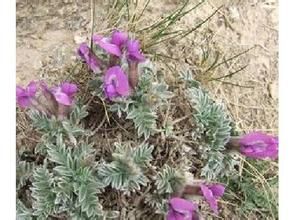 克特明棘豆 克特明棘豆