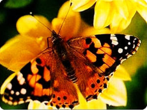 小苧麻赤蛺蝶 小苧麻赤蛺蝶