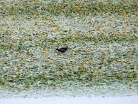 吳忠黃河國家濕地公園 吳忠黃河國家濕地公園