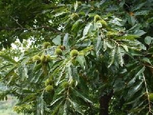 鼠街行政村自然資源