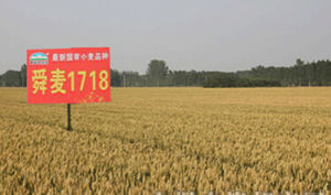 舜麥1718 舜麥1718