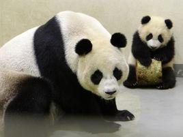 大熊貓圓圓 大熊貓圓圓