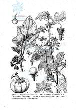 刺天茄[管狀花目茄科植物]