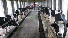 艾葉鎮奶牛養殖