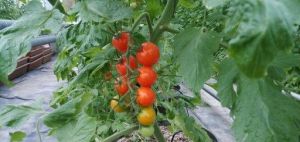 昌吉農業博覽園 昌吉農業博覽園