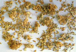 地紫花地丁 地紫花地丁