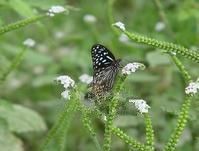五指山蝴蝶牧場