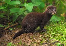 歐洲鼬 歐洲鼬