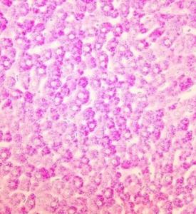 糖原染色 糖原染色