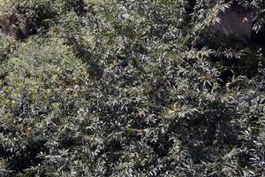 鹽津縣普洱鎮燈草村板栗