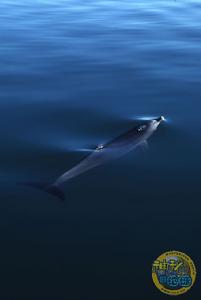 （圖）白頭喙頭海豚