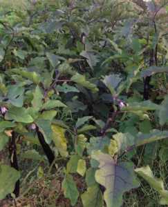 廣薯菜2號 廣薯菜2號