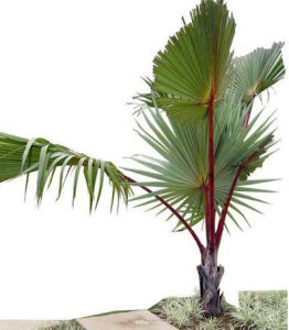 紅棕櫚 紅棕櫚