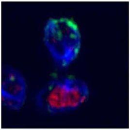 記憶細胞 記憶細胞
