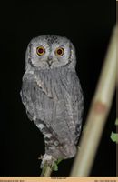 縱紋角鴞 縱紋角鴞