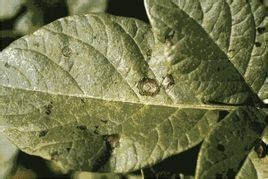 馬鈴薯早疫病 馬鈴薯早疫病