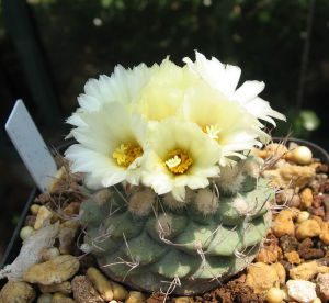 白刺菊屬 白刺菊屬