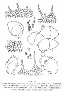 東亞合葉苔 東亞合葉苔