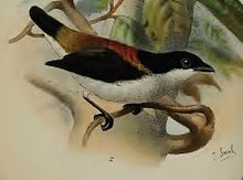 菲律賓四色啄花鳥