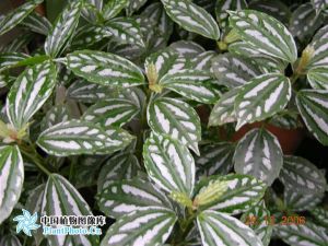 Striped flower water