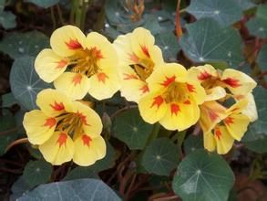 旱金蓮科 旱金蓮科