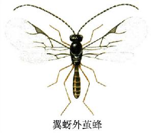 翼蚜外繭蜂 翼蚜外繭蜂