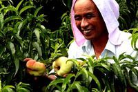 金山呂巷鎮果農採摘蟠桃