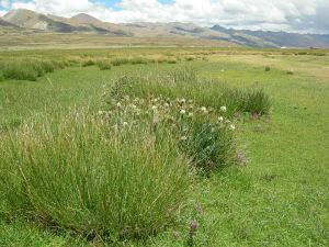 烏馬曲沼澤 烏馬曲沼澤