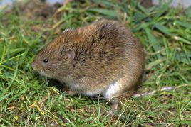 東方田鼠 東方田鼠