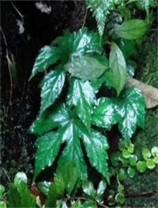 大裂秋海棠 大裂秋海棠