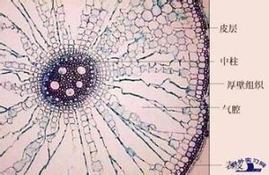 厚壁細胞 厚壁細胞