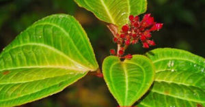 毛柄錦香草 毛柄錦香草