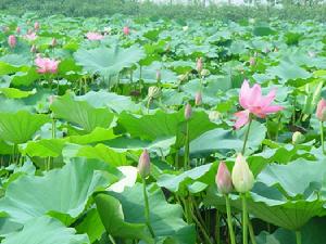 金剛嶺萬畝荷塘