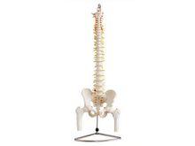 脊柱模型